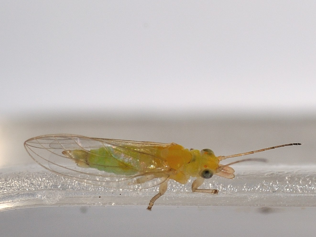 Psyllidae - Glycaspis brimblecombei